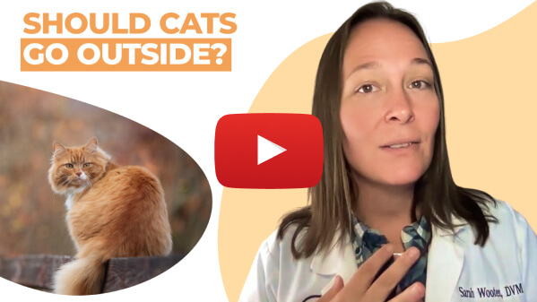 Should Cats Go Outside?