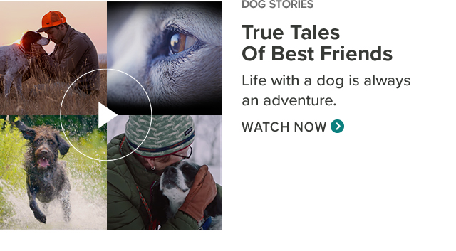 DOG STORIES True Tales Of Best Friends Life with a dog is always an adventure. (Watch Now)