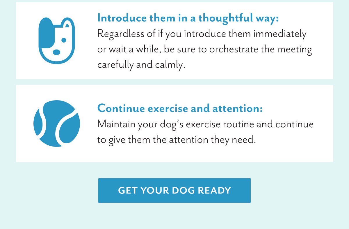 Introduce them in a thoughtful way: Regardless of if you introduce them immediately or wait a while, be sure to orchestrate the meeting carefully and calmly. | Continue exercise and attention: Maintain your dog's exercise routine and continue to give them the attention they need. | Get your dog ready