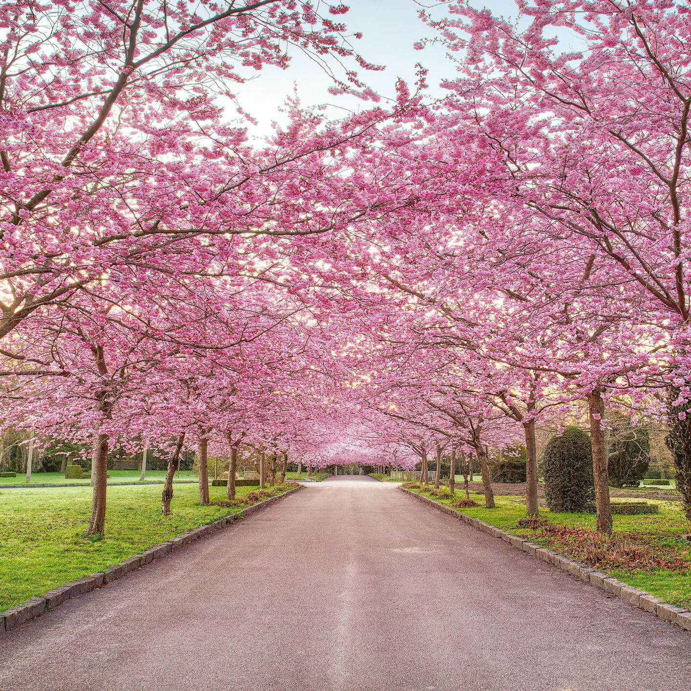 Here's How You Can See Those Iconic Pink Cherry Blossoms