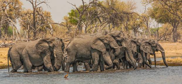 Elephants Botswana