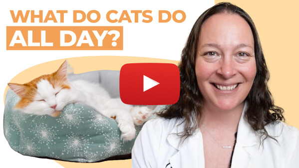 What do cats do all day?