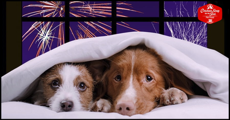 two dogs lying under a blanket; a window behind them shows a dark sky lit up by fireworks