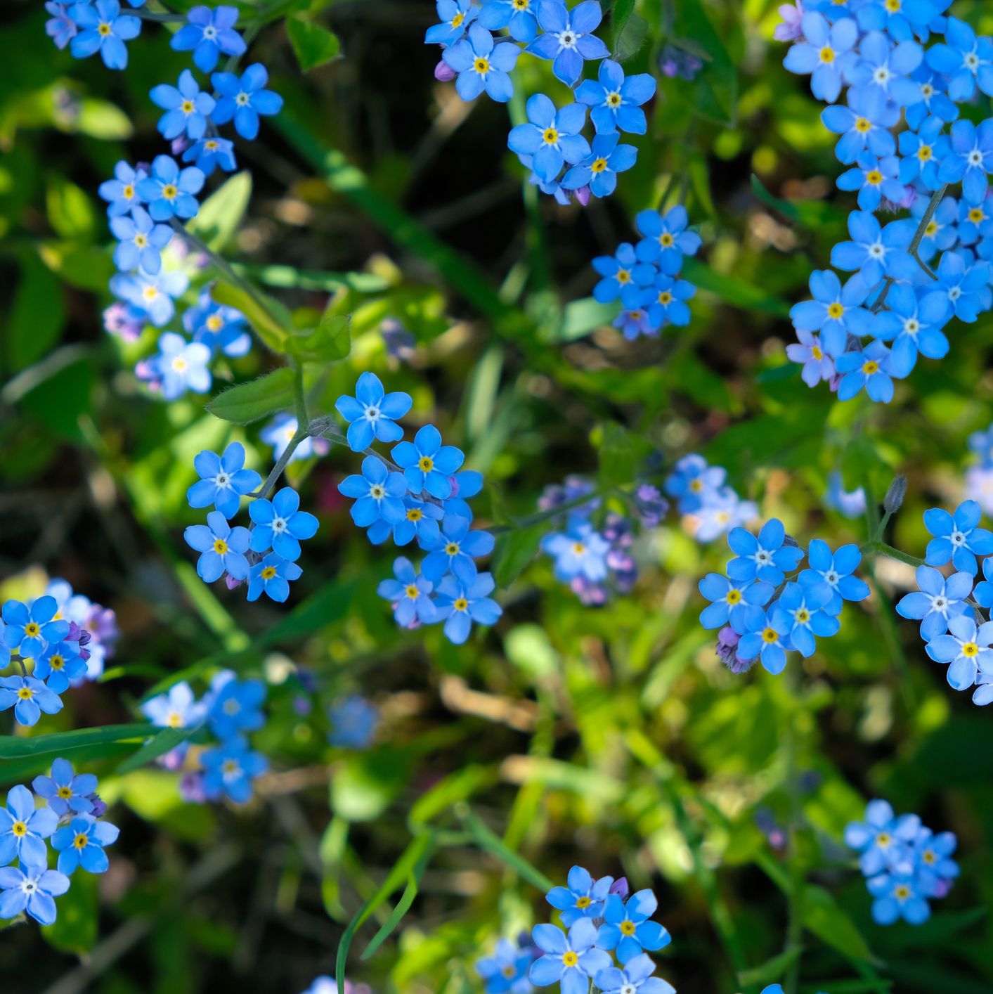 Some Forget-Me-Not Flowers are Invasive. Here's How to Tell