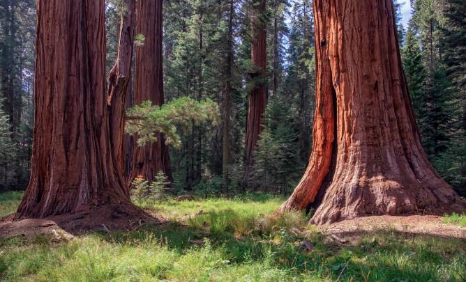 Redwoods in California