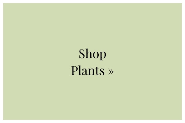 Shop Plants »