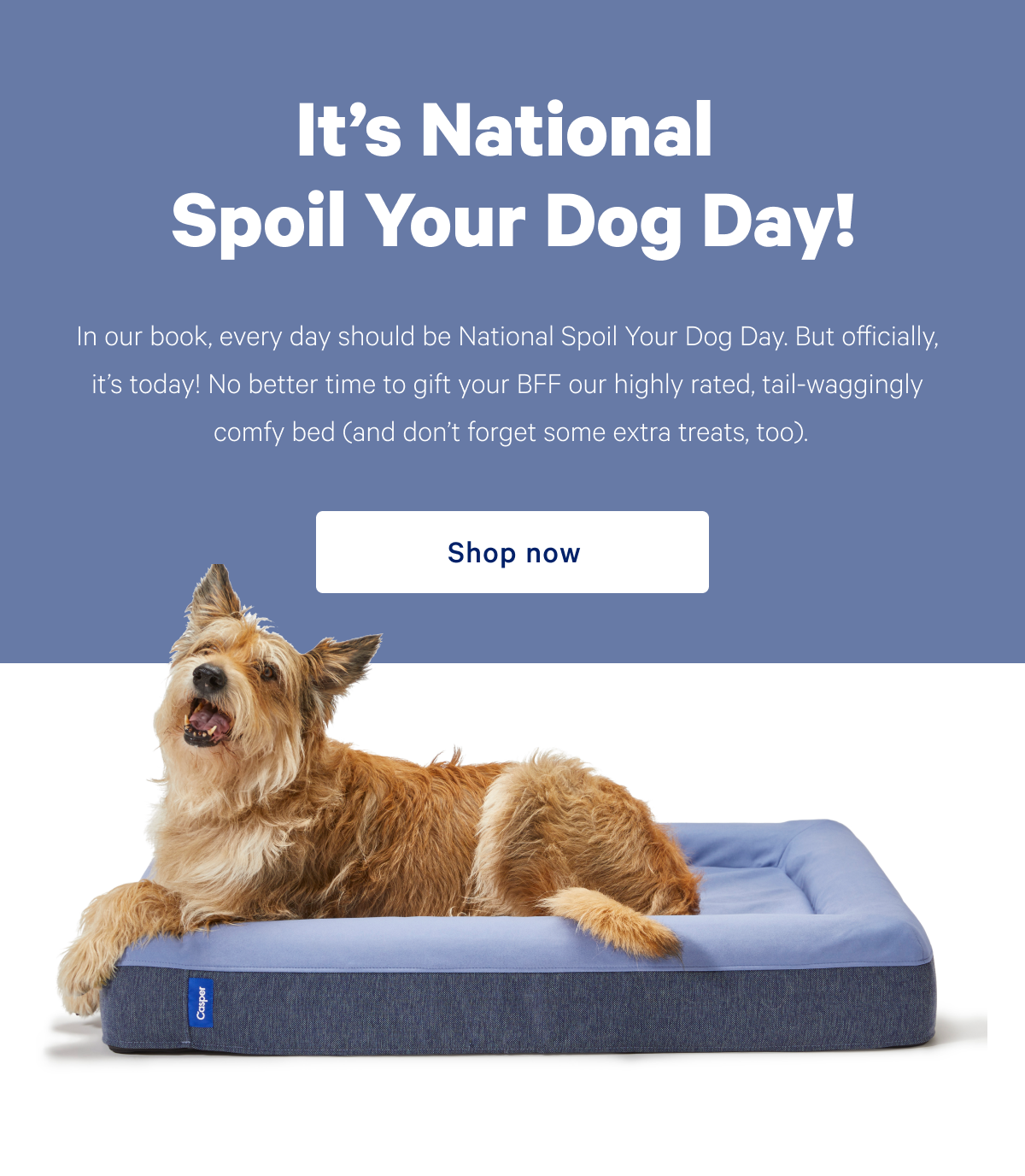 It's National Spoil Your Dog Day >> Shop now >>