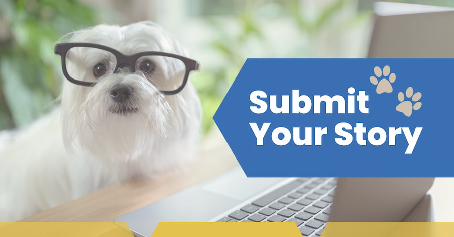 Submit Your Story; terrier wearing glasses and sitting in front of laptop computer