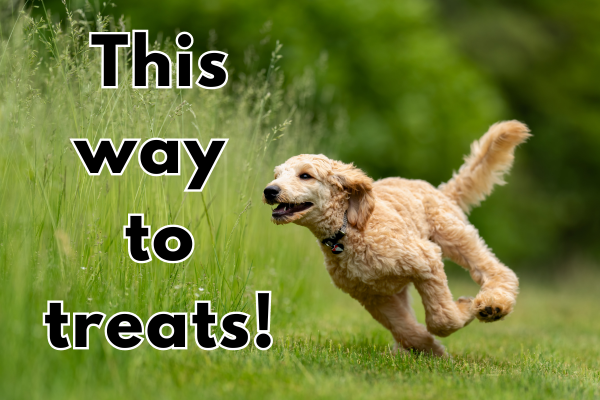 image of dog running with the text this way to treats