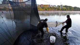 Darrell Young and his son, Dustin, set up a fyke net to capture baby eels on the Penobscot River, Brewer, Maine, May 15, 2021.