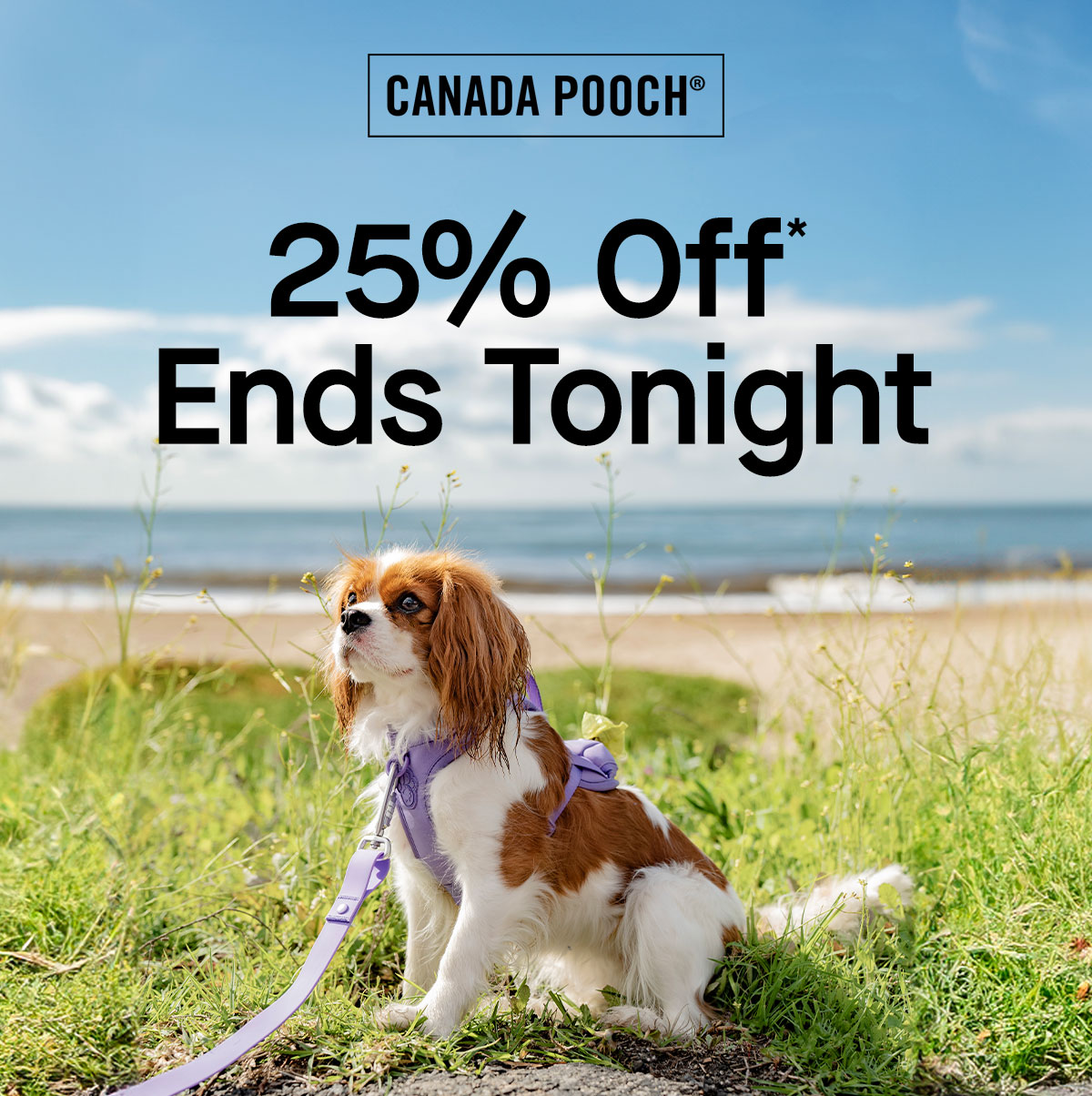 25% Off* Ends Tonight