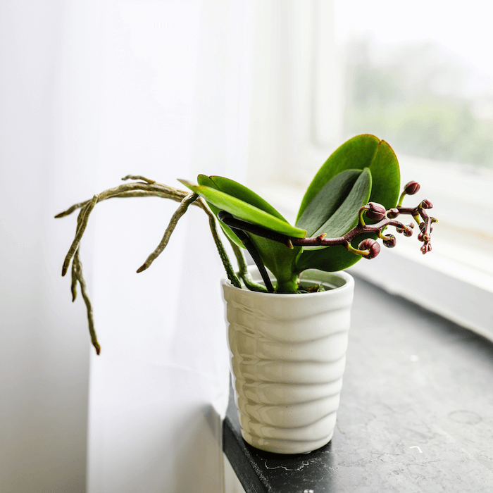 Caring for an Orchid Plant Thats Resting