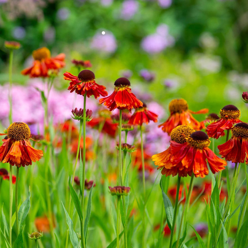 Tired of Replanting Every Year? You Need These Perennials