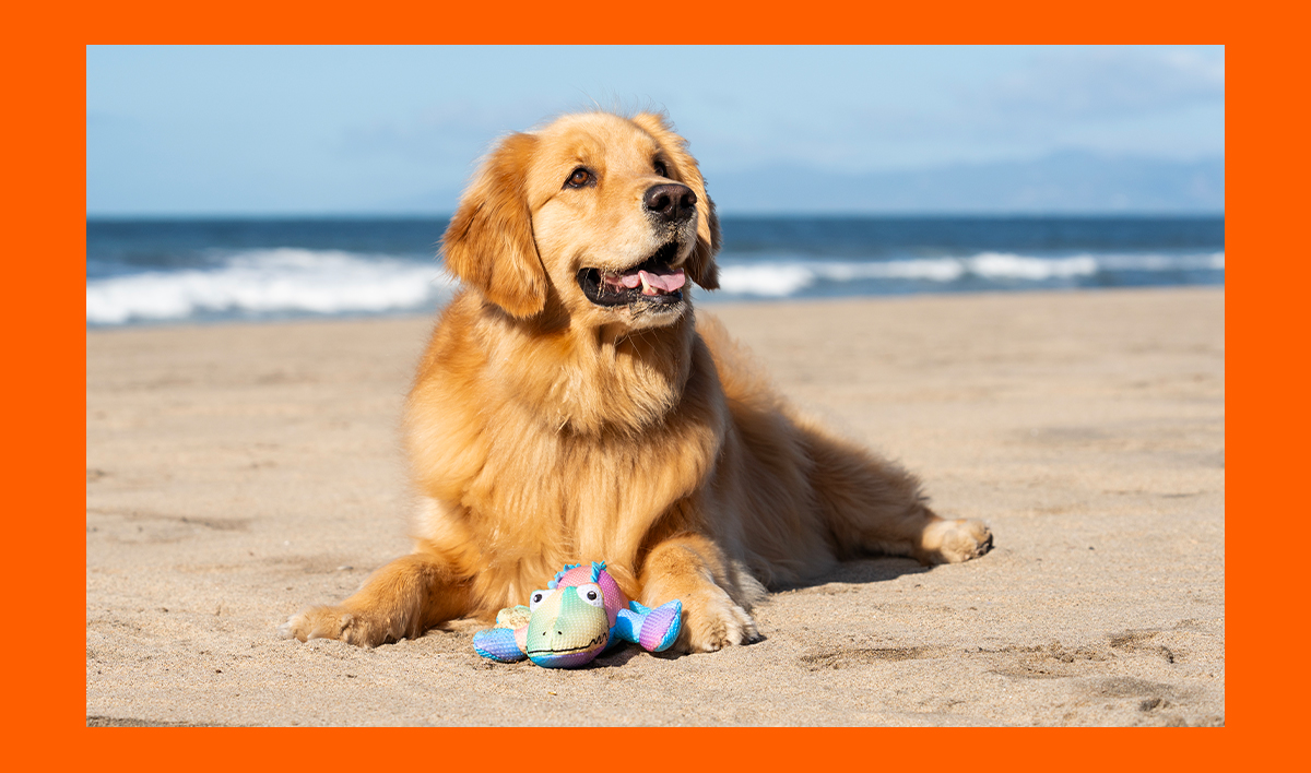 Golden on the beach with a Cooling Pal