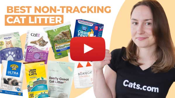 The Best Non-Tracking Cat Litter