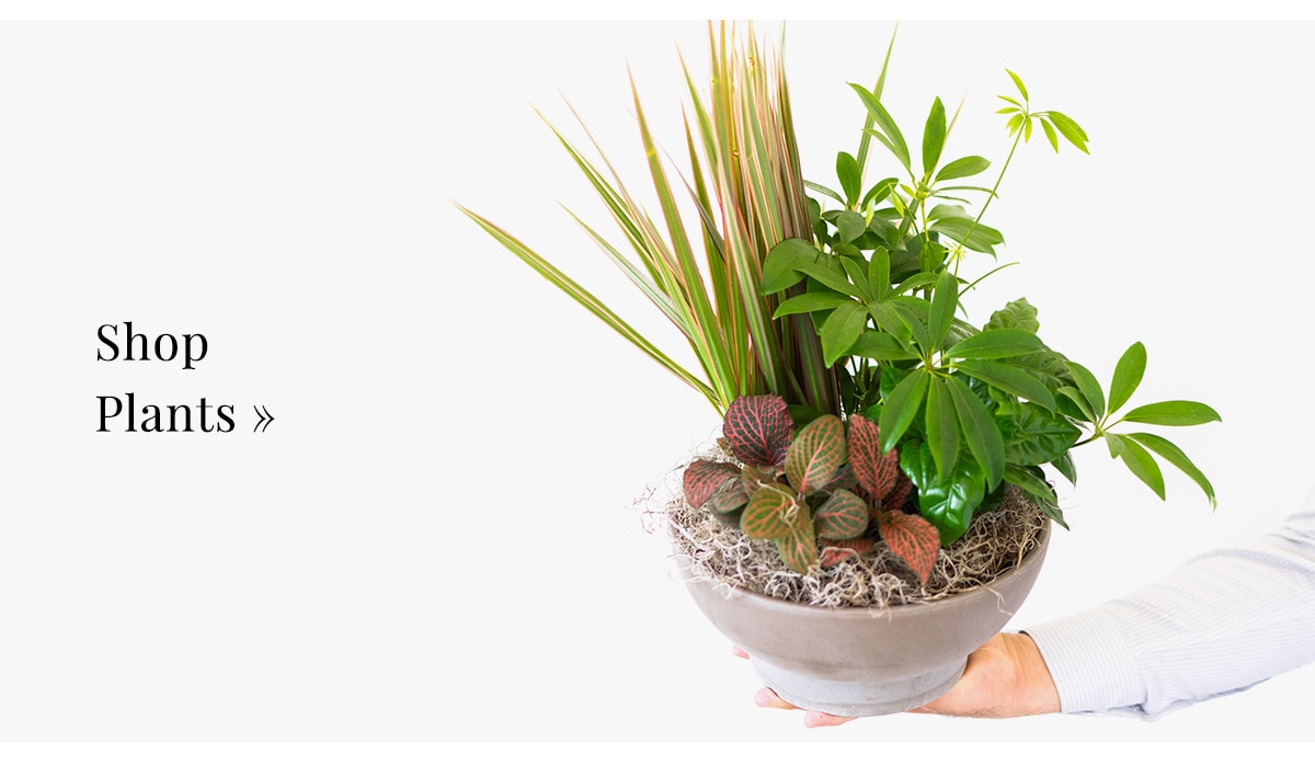 Shop Plants »