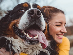 Woman hugging Saint Bernard