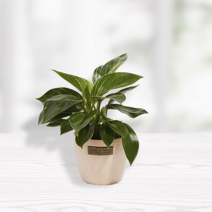 1 Medium-Sized Potted Plant