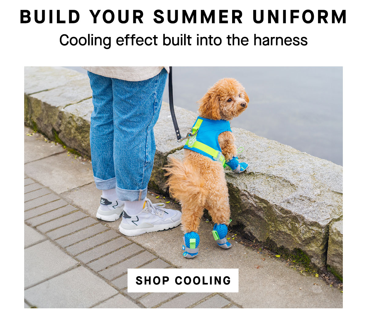 Dog in a blue Cooling Vest and Hot Pavement Boots 