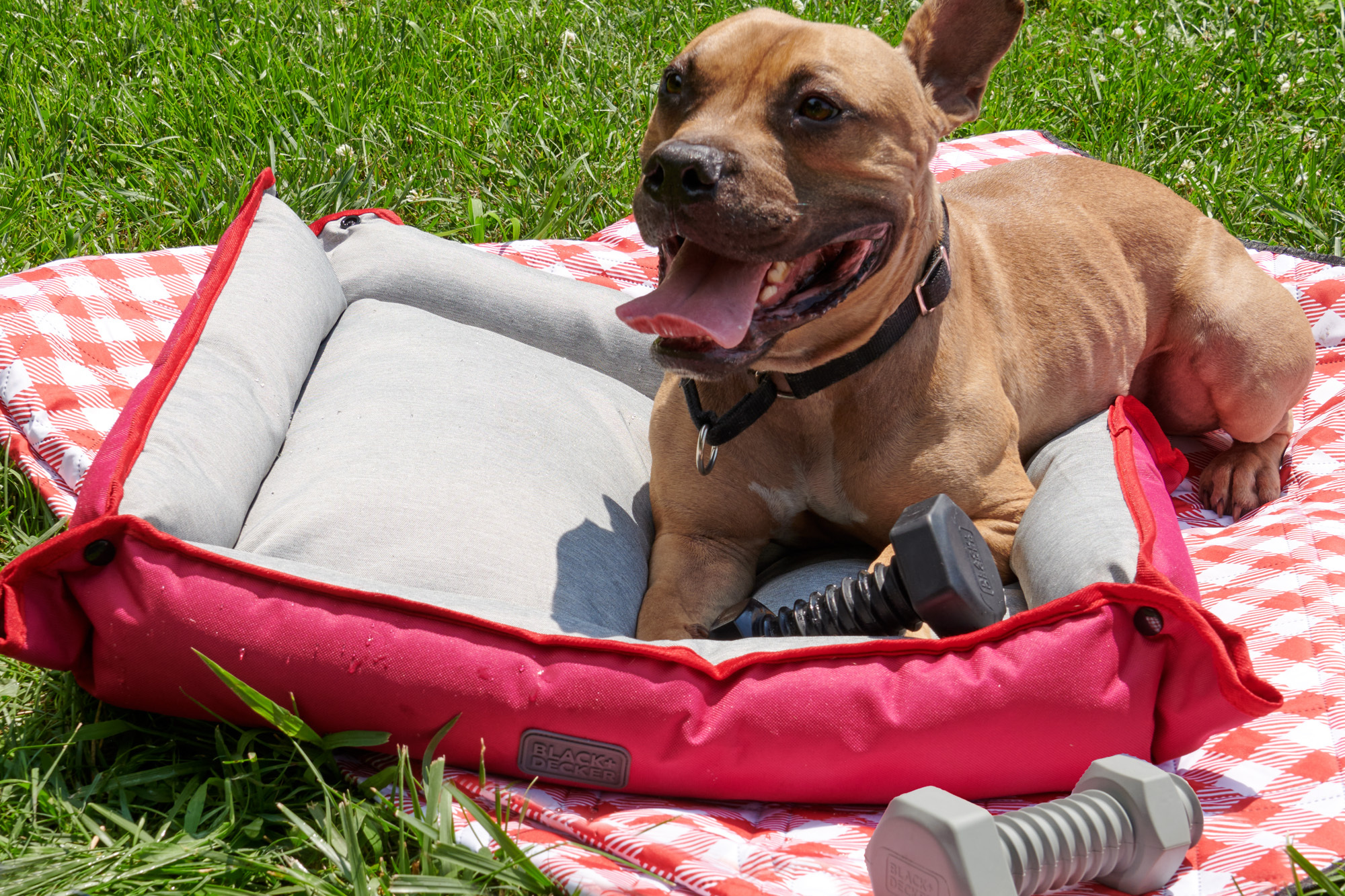 BLACK+DECKER Dog Picnic Giveaway Email Image