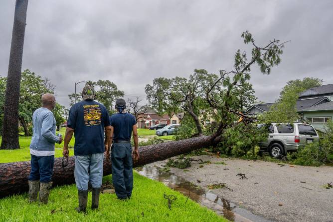 A tree knocked down by Hurricane Beryl in Texas