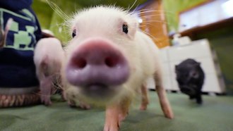 Micro pigs at a mipig cafe, Tokyo, Jan. 24, 2024.