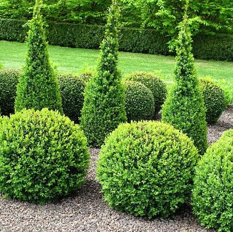 These Evergreen Shrubs Add Year-Round Beauty to Your Landscape