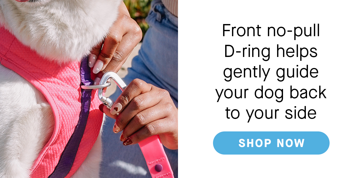 Close up of pet parent attaching a leash to the pink cooling harness - Front no-pull D-ring helps gently guide your dog back to your side