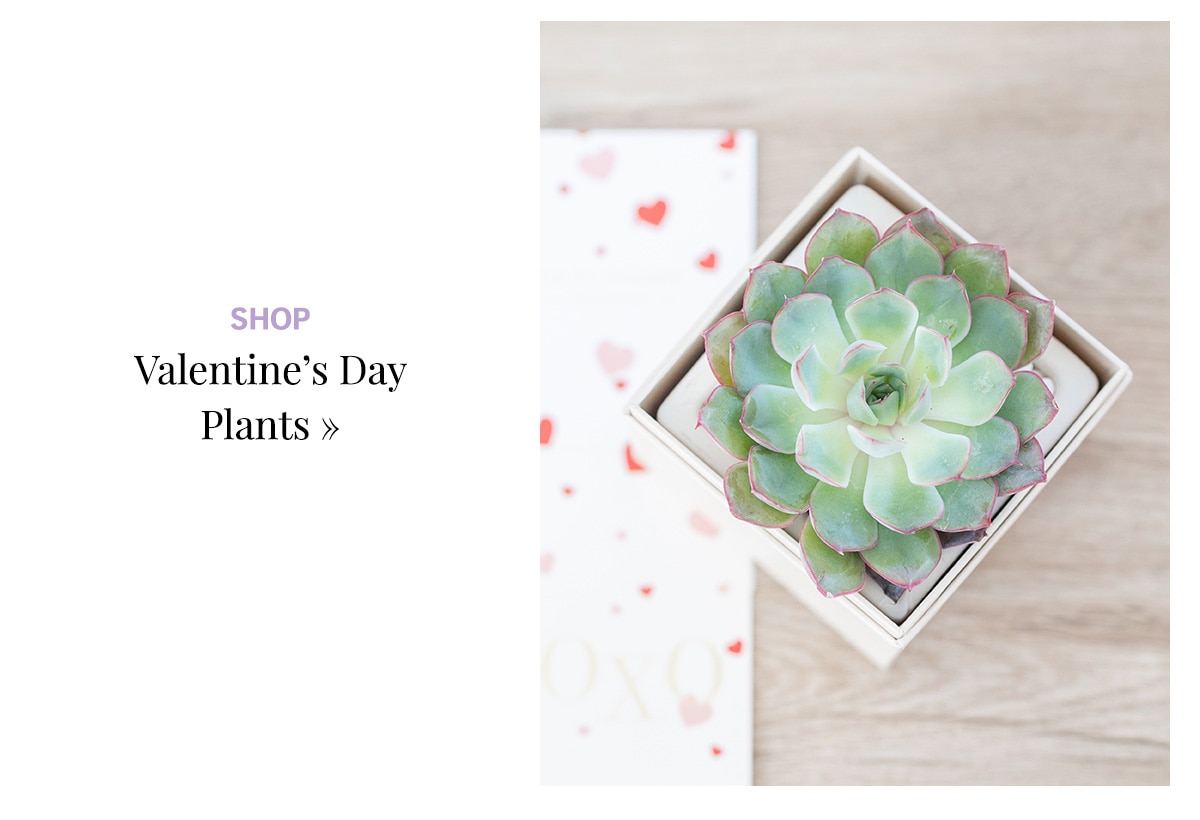 Shop Valentine's Day Plants »