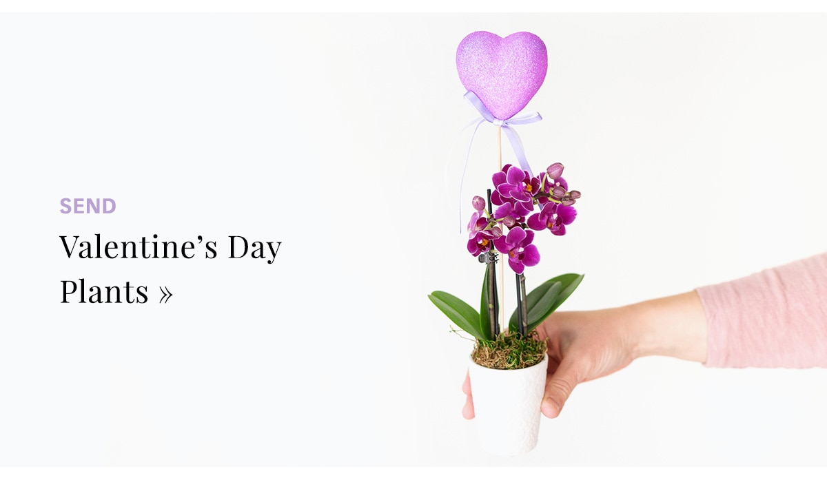 Shop Valentine’s Day Plants »