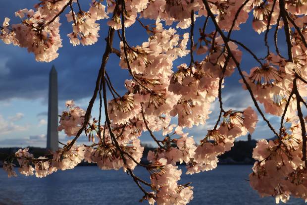 The cherry blossoms in Washington, DC