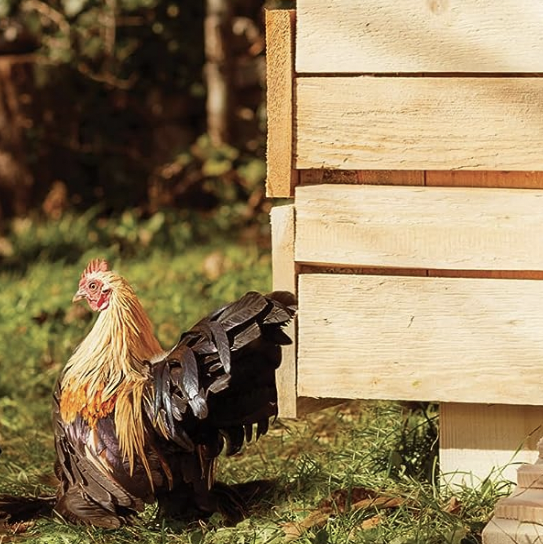 PSA: Amazon Has Some of the Best Accessories for Your Chicken Coop