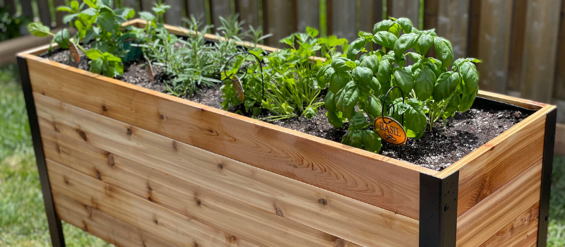 Gardening gloves resting on edge of Cedar Planters planter box