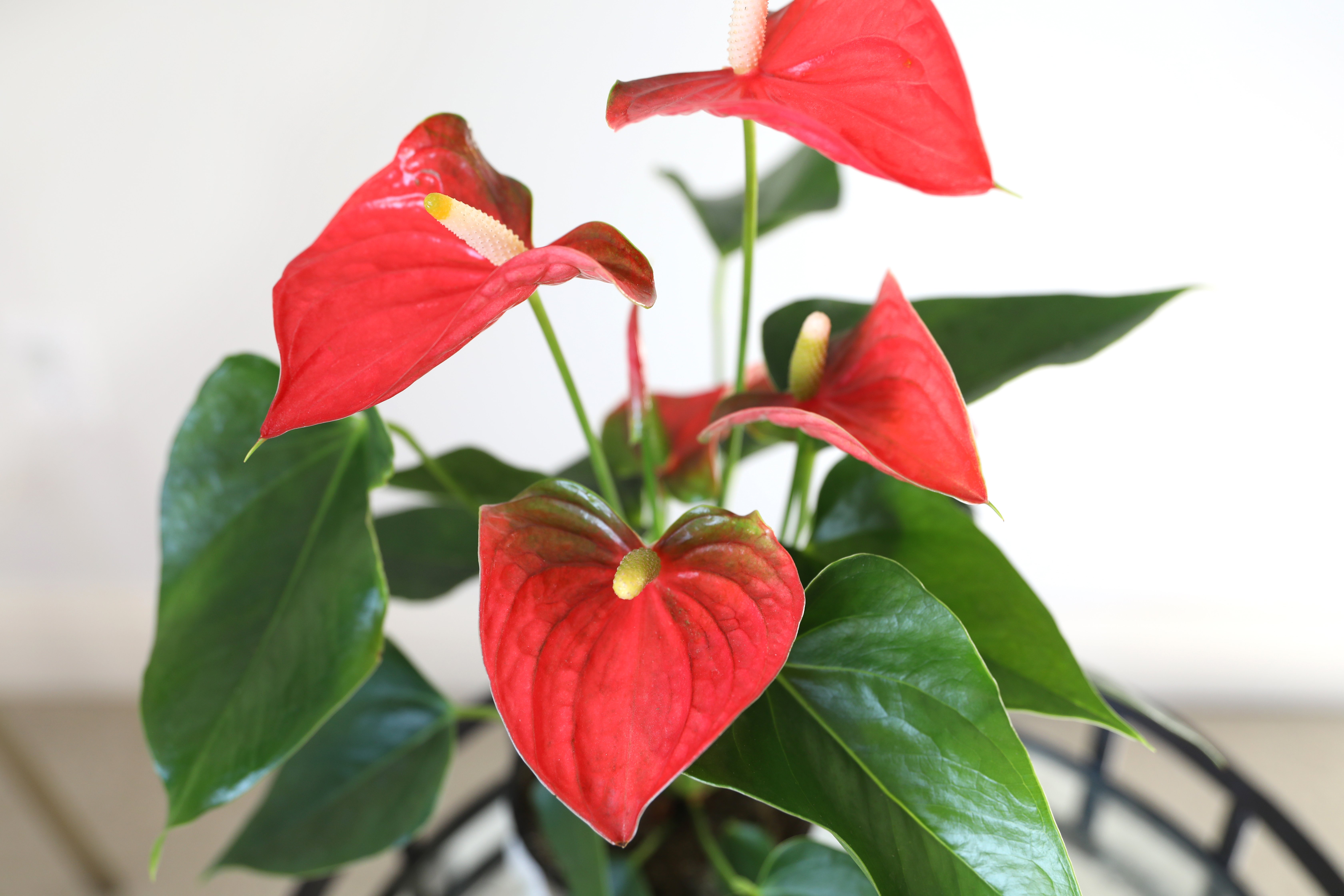 5IN_Rustic_Red_Anthurium_Red_Macro_1_1122