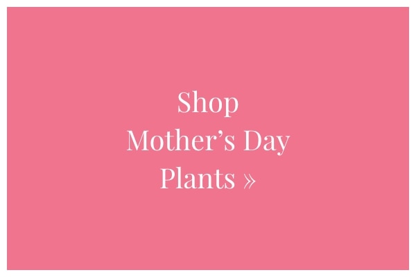 Shop Plants »