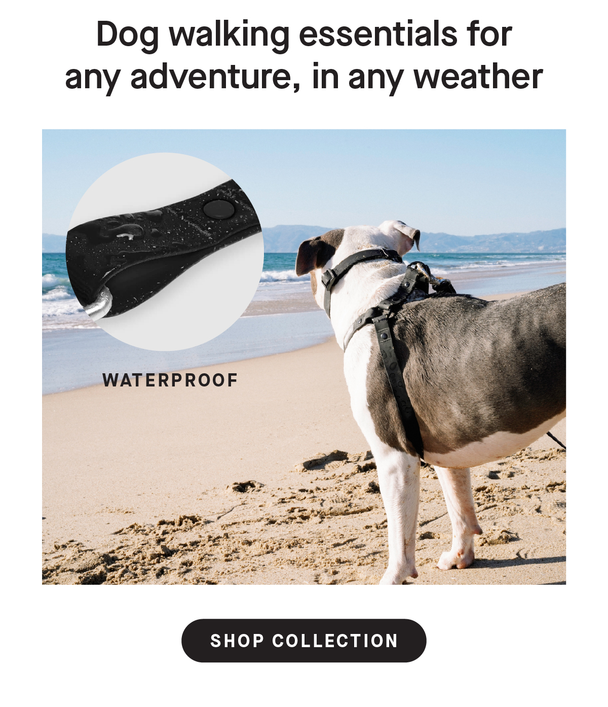 Dog on the beach wearing the black harness, leash and collar, with a close up image of water droplets on the leash  - Dog walking essentials for any adventure, in any weather, Waterproof