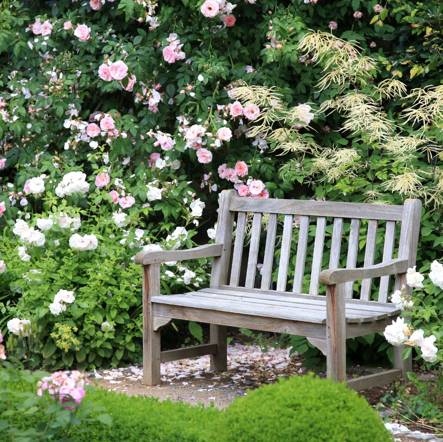 16 Popular Types of Roses to Beautify Your Garden