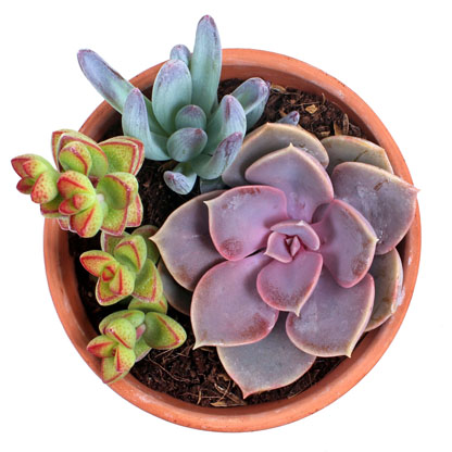 Small | 1 Succulent Kit