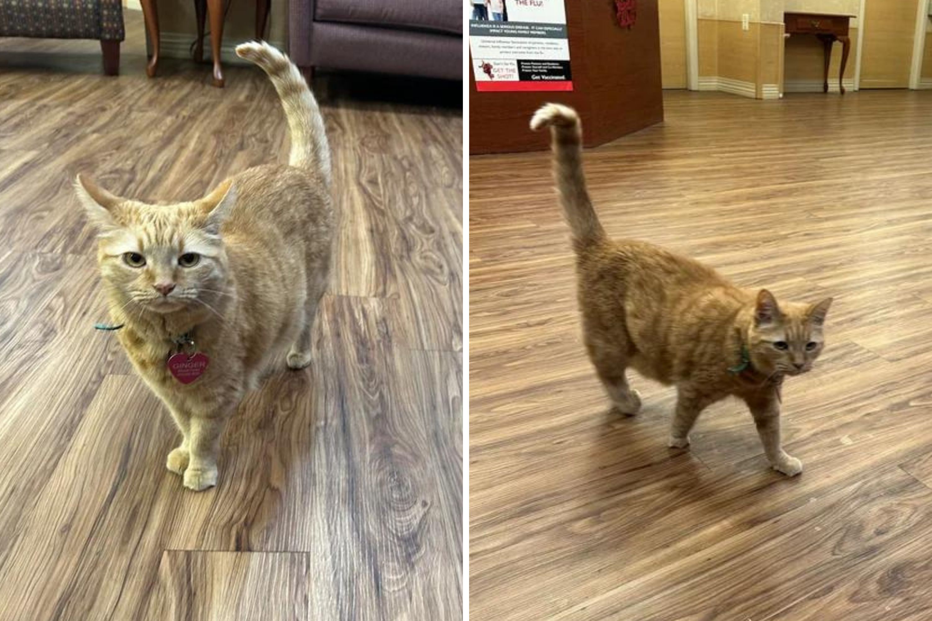 Photo: Man Returns to Nursing Home 9 Years Later, Can't Believe Cat Is Still There